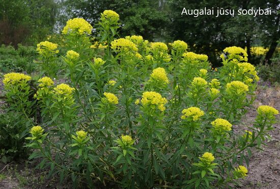 Karpažolė (Euphorbia palustris) 'Teichlaterne'